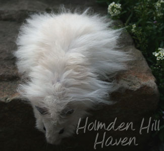 Powderpuff- Extreme Dilute Black Eyed Cream Black Longhaired